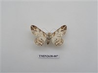 藏品(尺蛾165)的圖片